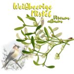Weißbeerige Mistel (Viscum album) Weißbeerige Mistel (Viscum album)