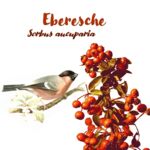 Eberesche (Sorbus aucuparia) Eberesche (Sorbus aucuparia)