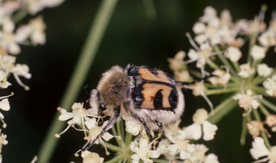 Pinselkäfer (Trichius fasciatus)