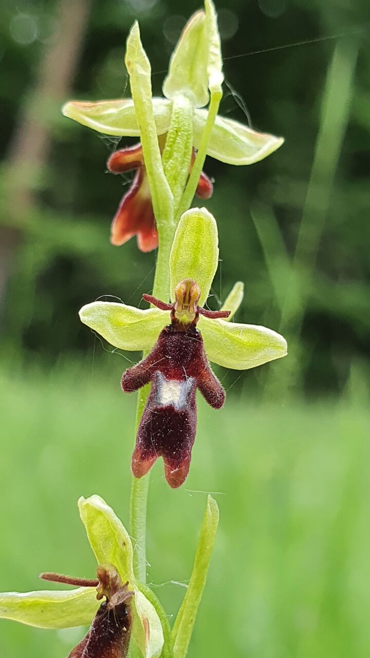 Fliegen-Ragwurz (Ophrys insectifera)